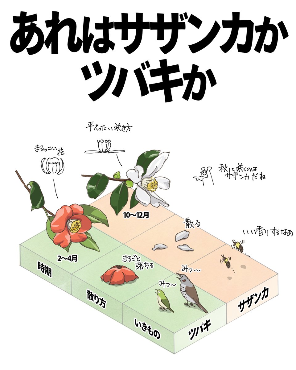 kumasuke902's tweet image. サザンカサザンカ咲いた道〜
今、あちこちに咲いているのはサザンカ。秋の花です。

よく似ているツバキとの違いは時期。ツバキは冬から春に咲きます。
あと、香りもポイント。サザンカはいい香りがします。花の色によって違うようで、白は爽やか系。赤は少し甘い感じ。…