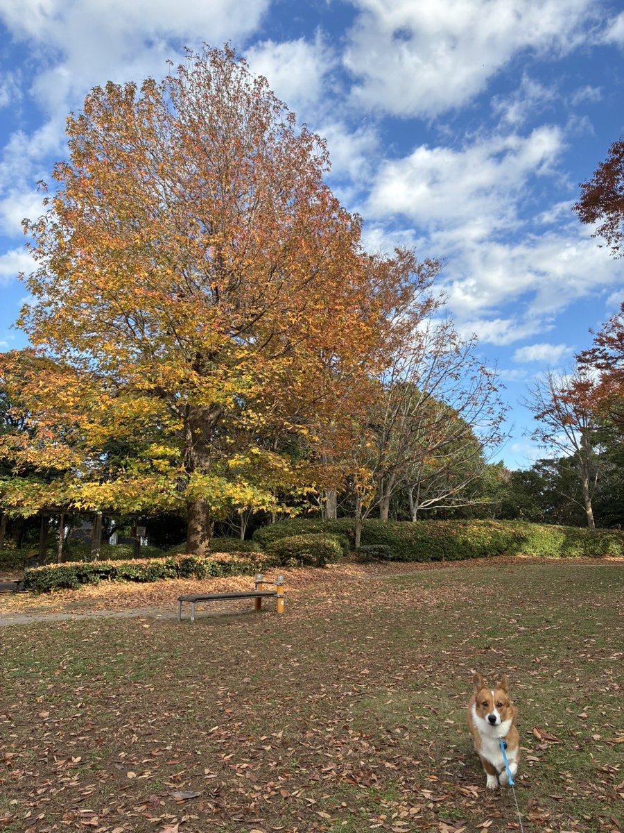 manamiho2's tweet image. 犬と紅葉🍁