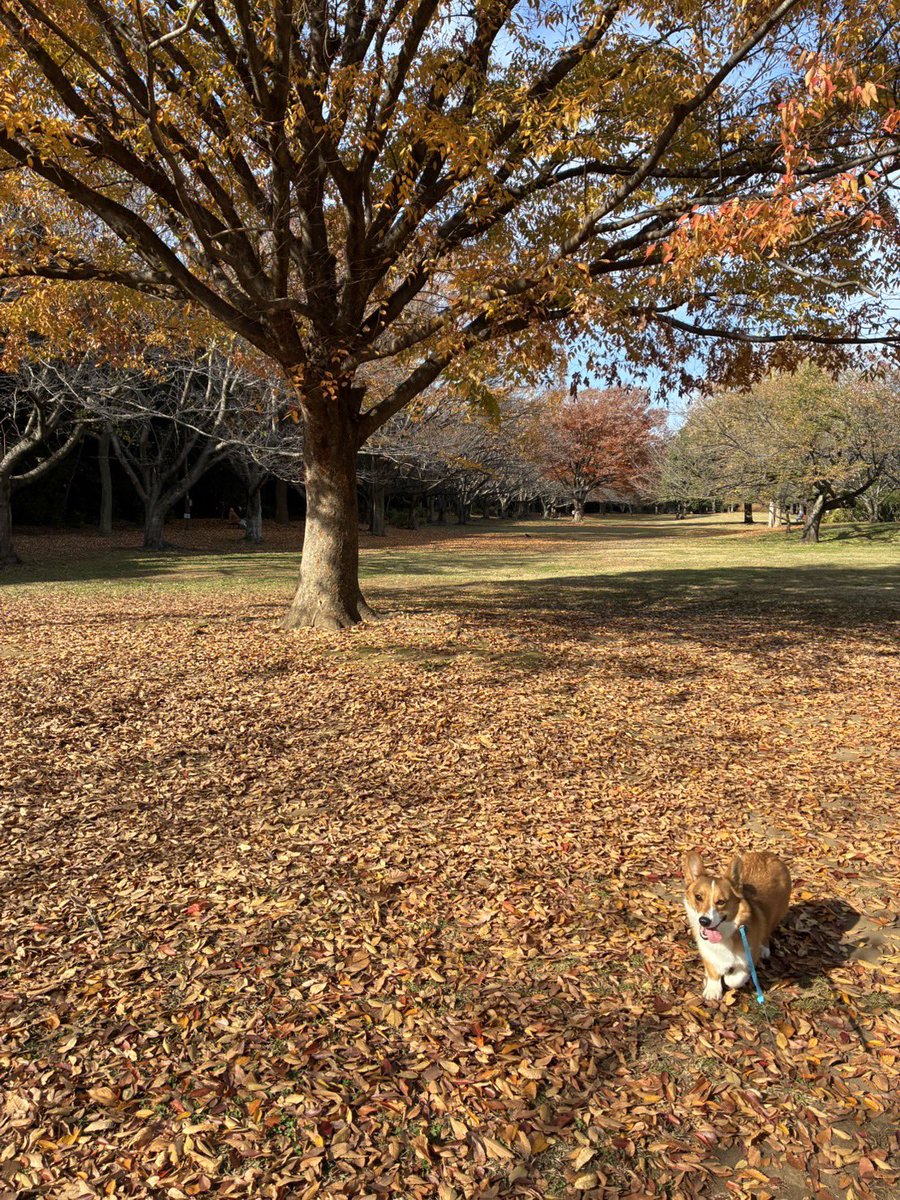manamiho2's tweet image. 犬と紅葉🍁
