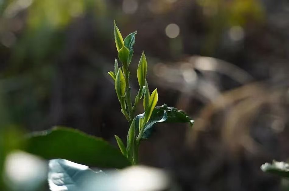 snmimi3's tweet photo. #浙江丽水庆元荒野茶点绿成金#【荒野茶香飘世界！】丽水荒野茶在全市多点开花，全面发展。曾经无人问津的野茶叶，真正成了群众增收致富的“黄金叶”。 https://t.co/9fdOndJRJW