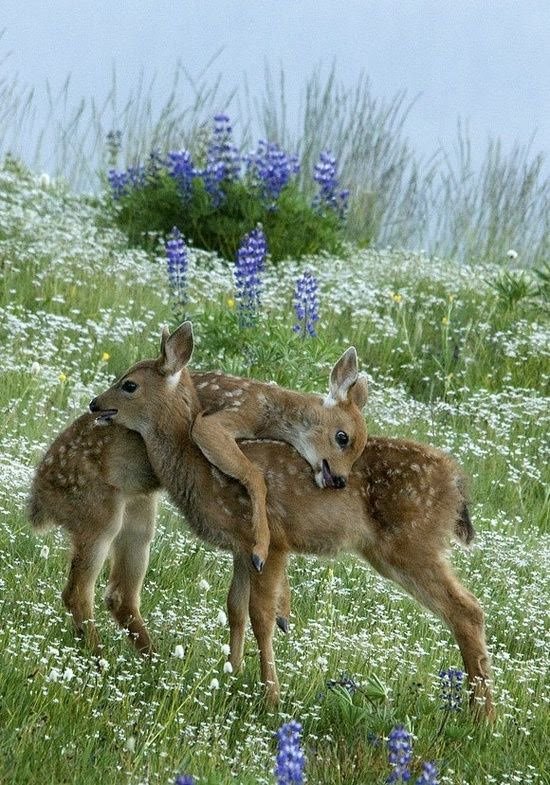 (CHECK PINNED) Deer in Places they Shouldn't Be tweet media
