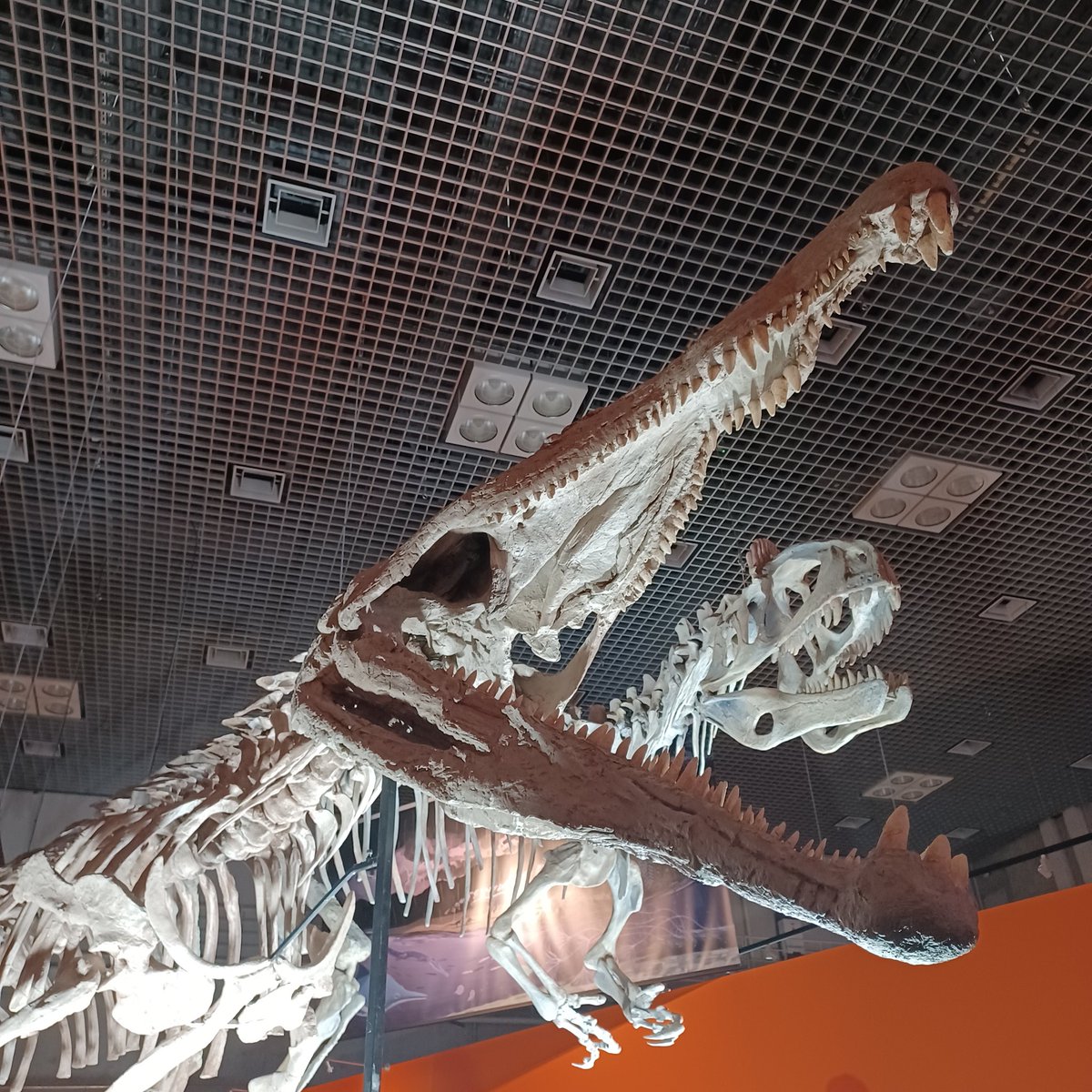 個人的にレドンダサウルスに会いたかったので、ここの展示は特に