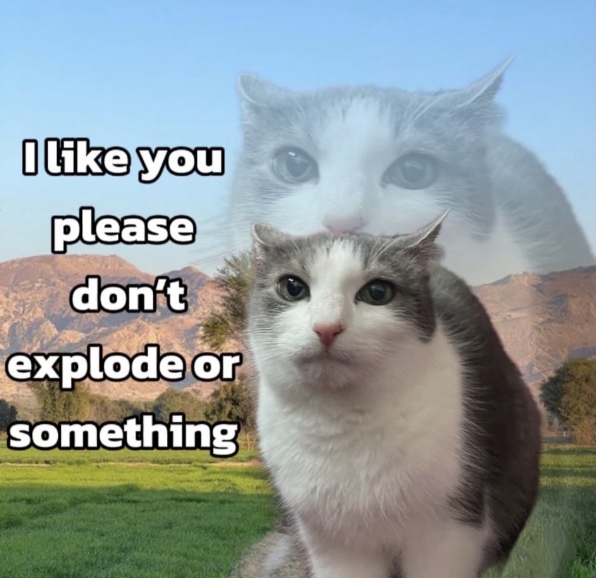 raccoon aesthetic. tweet media