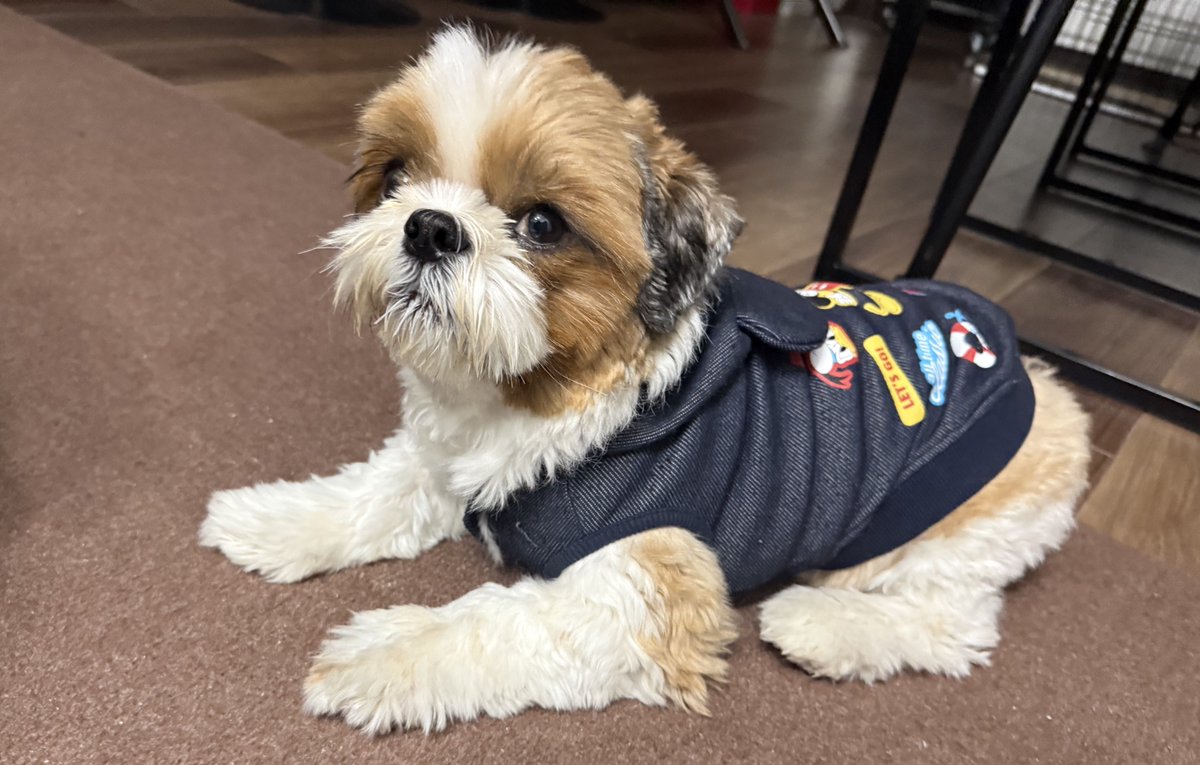 シーズーのメイくん。🐶 (@may210531) / Posts / X