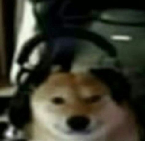 contextdogs's tweet image. 