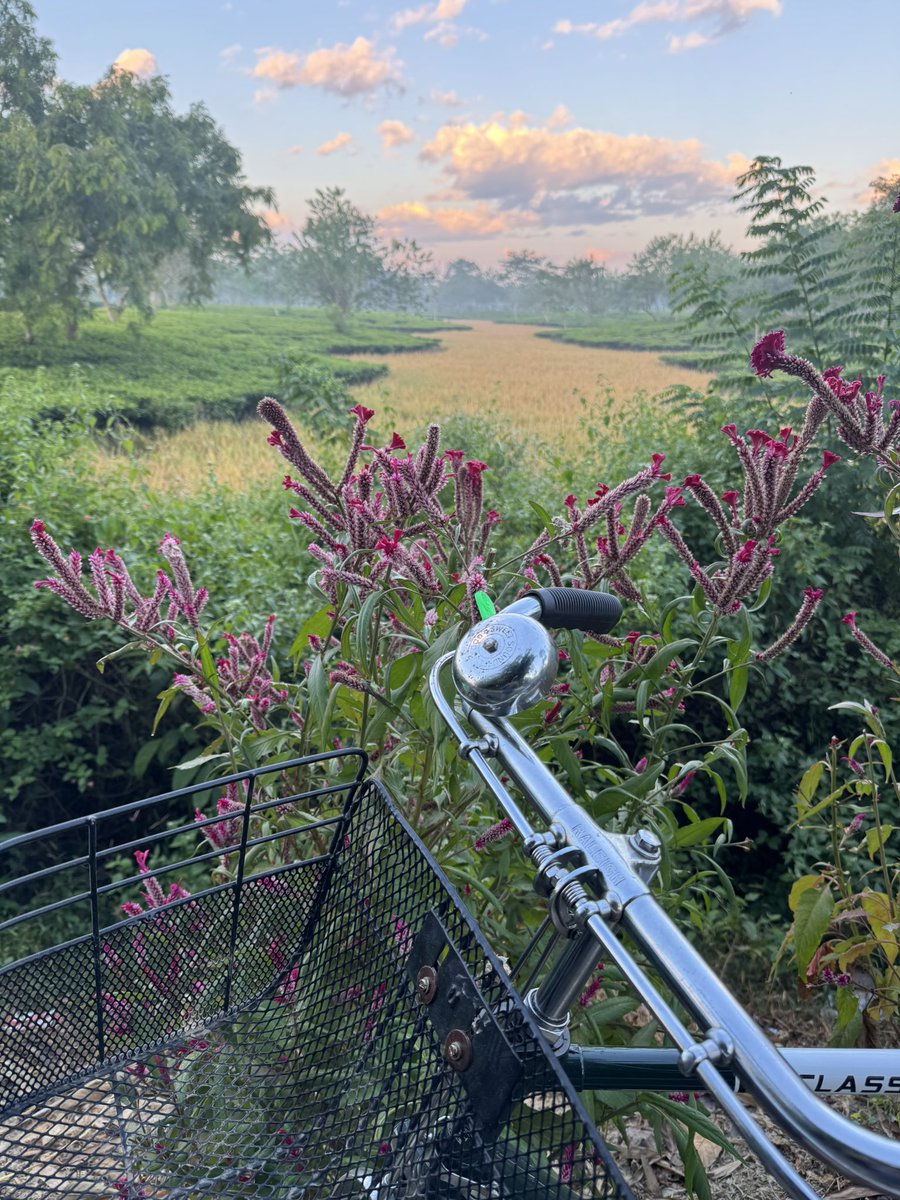 #MorningPhotography 
#MorningCycling 
Cockscomb flower..
#FlowerIdentification