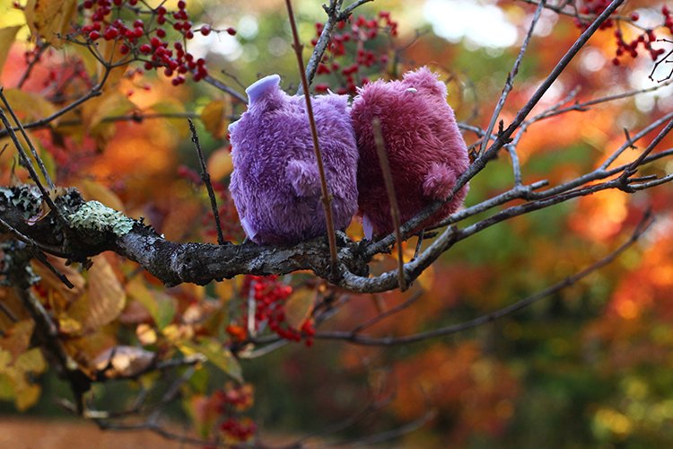 たぴちゃんたち、二度目の秋だね