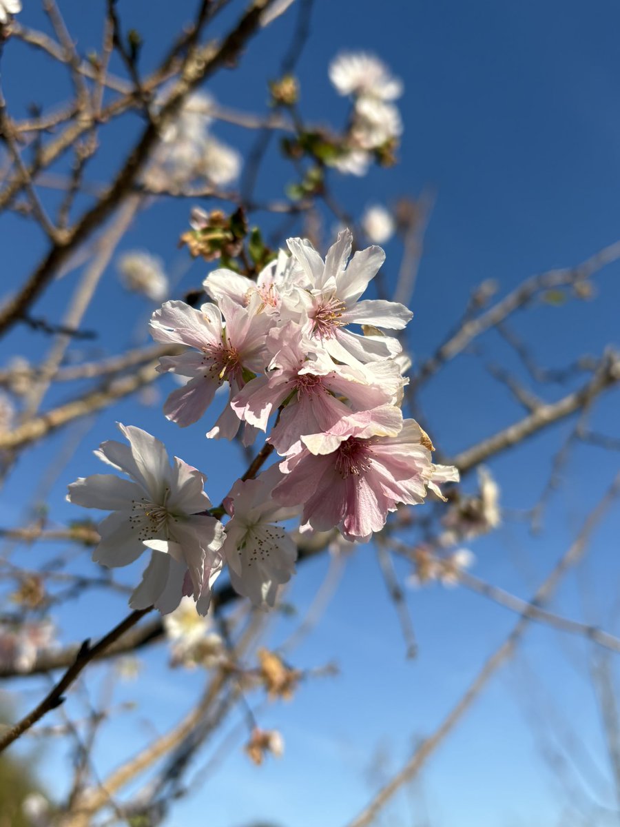 MSuina's tweet photo. ガーデンパークをお散歩🐕
落羽松、石蕗、桜がとっても綺麗でした✨ https://t.co/IVcLKwaJl6