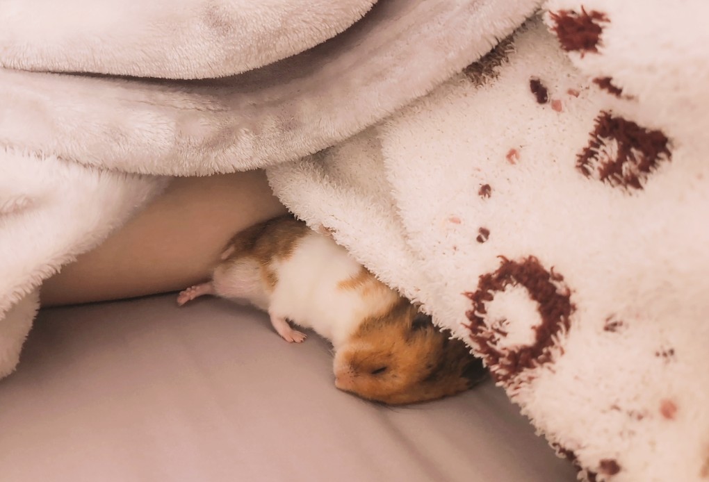 mikemike_keiko's tweet image. 最近はこつぶくんのお昼寝を見守ってる🐹💤