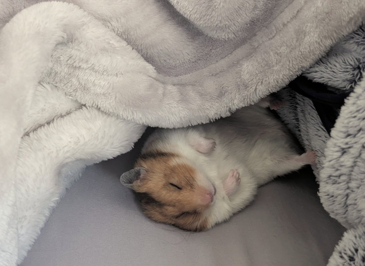 mikemike_keiko's tweet image. 最近はこつぶくんのお昼寝を見守ってる🐹💤