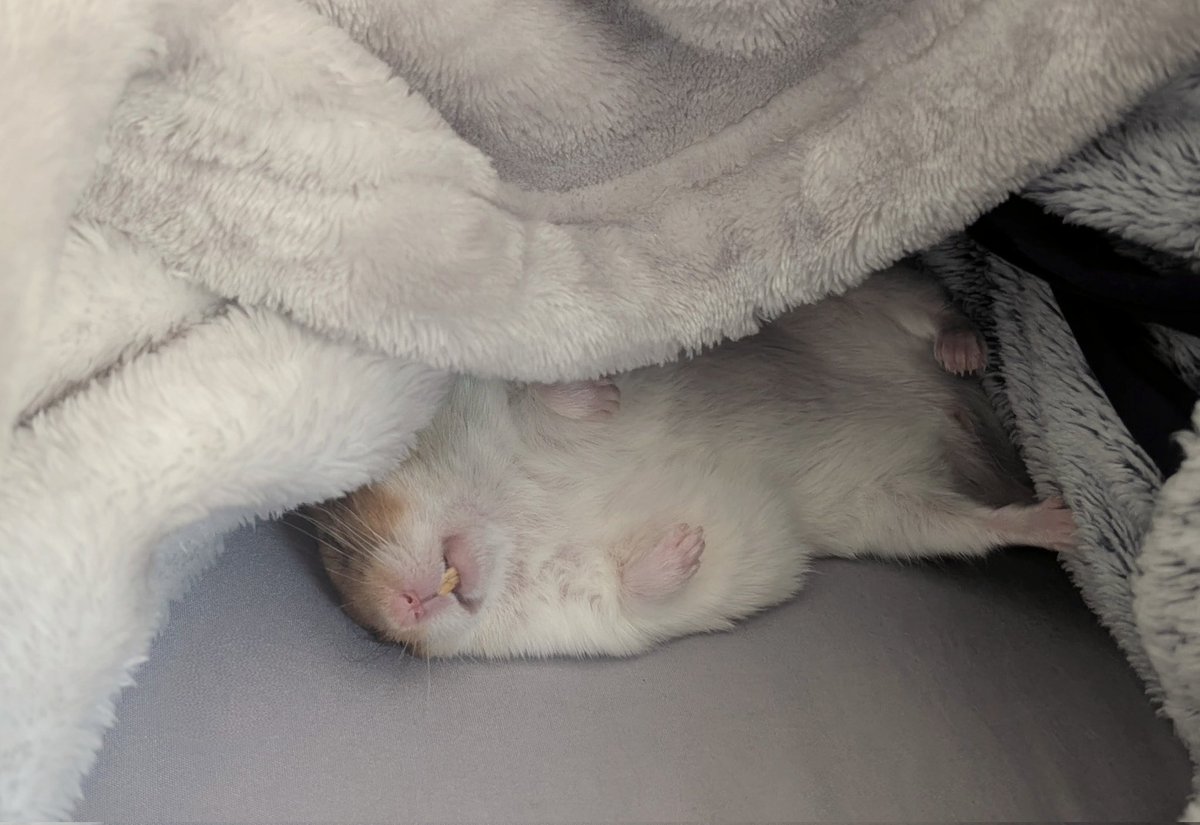 mikemike_keiko's tweet image. 最近はこつぶくんのお昼寝を見守ってる🐹💤