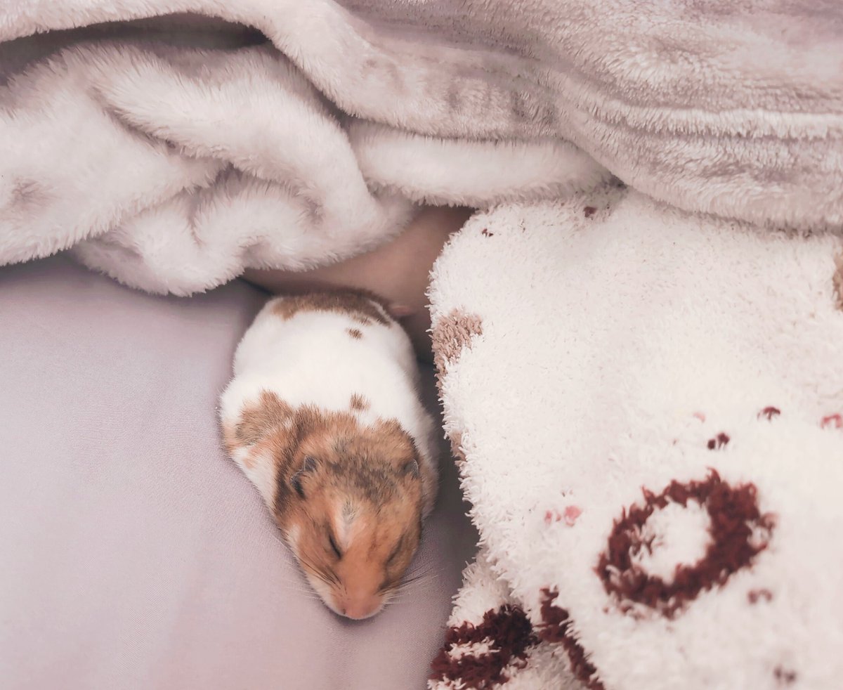 mikemike_keiko's tweet image. 最近はこつぶくんのお昼寝を見守ってる🐹💤