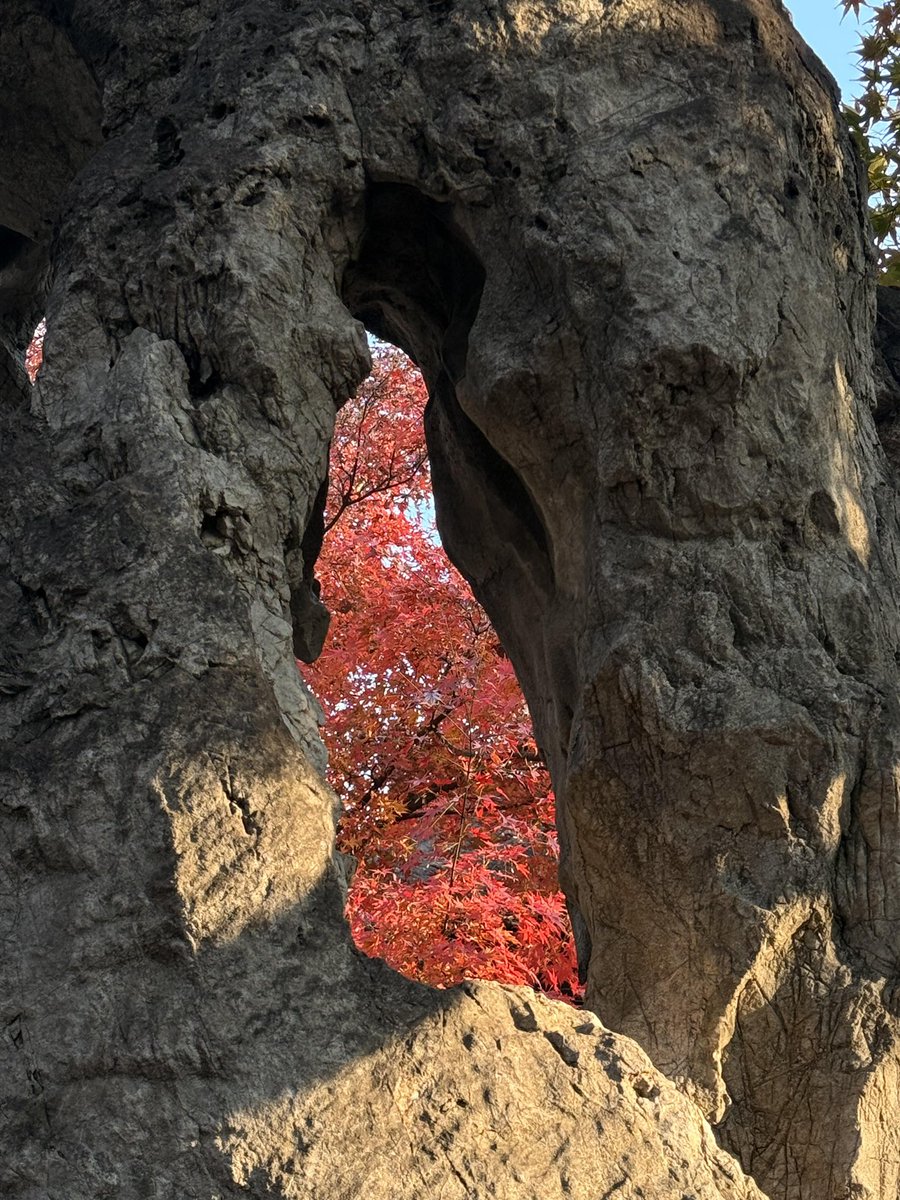 TorinoPost's tweet photo. 苏州的枫叶红了🍁 https://t.co/blCAMDt3dJ