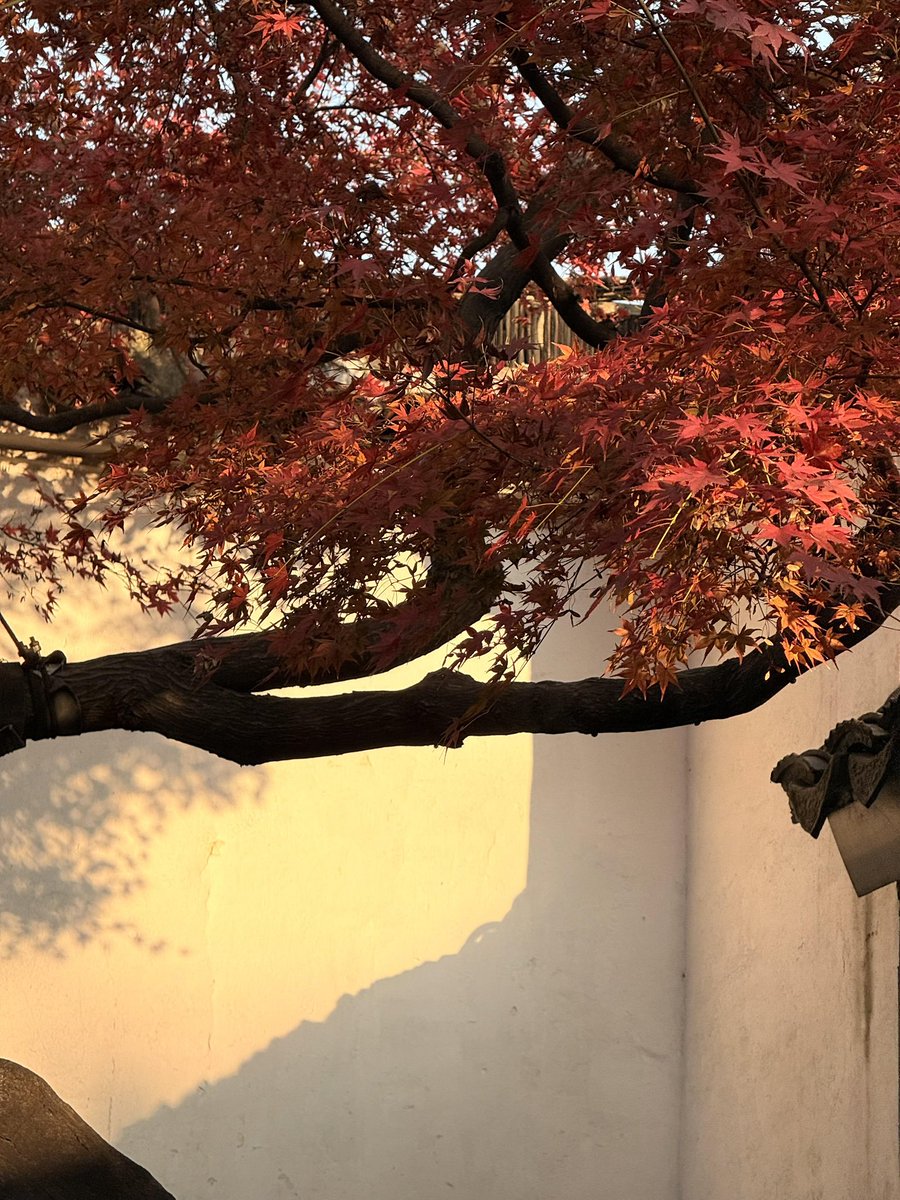 TorinoPost's tweet photo. 苏州的枫叶红了🍁 https://t.co/blCAMDt3dJ