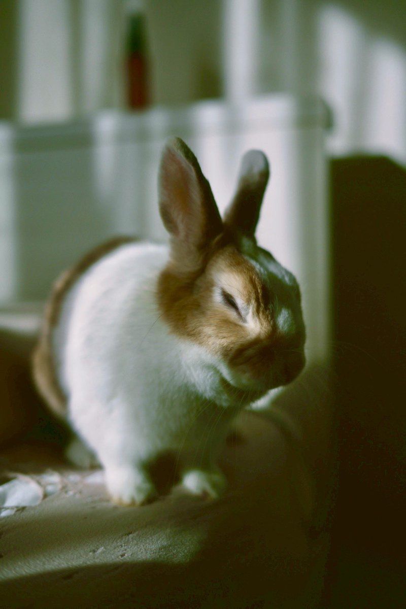 うさぎとわんこ (@usa1030wan0429) / Posts / X