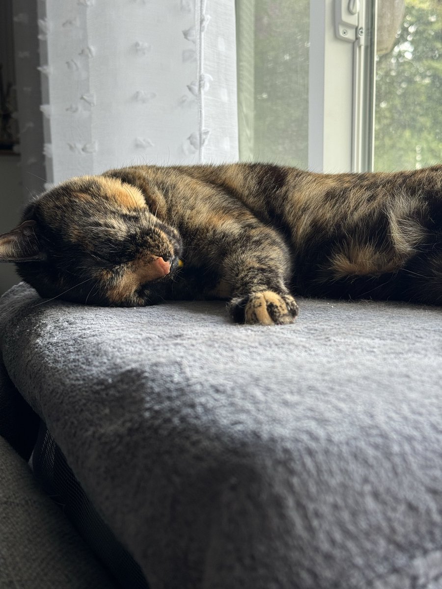 TheHamula's tweet photo. @allyparser Picture of my cat sleeping. Good luck everyone! https://t.co/UWfsOMElG9