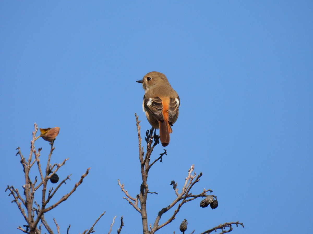 kamedaroisa's tweet image. ジョビたん雌みっけ🐦️
#P950