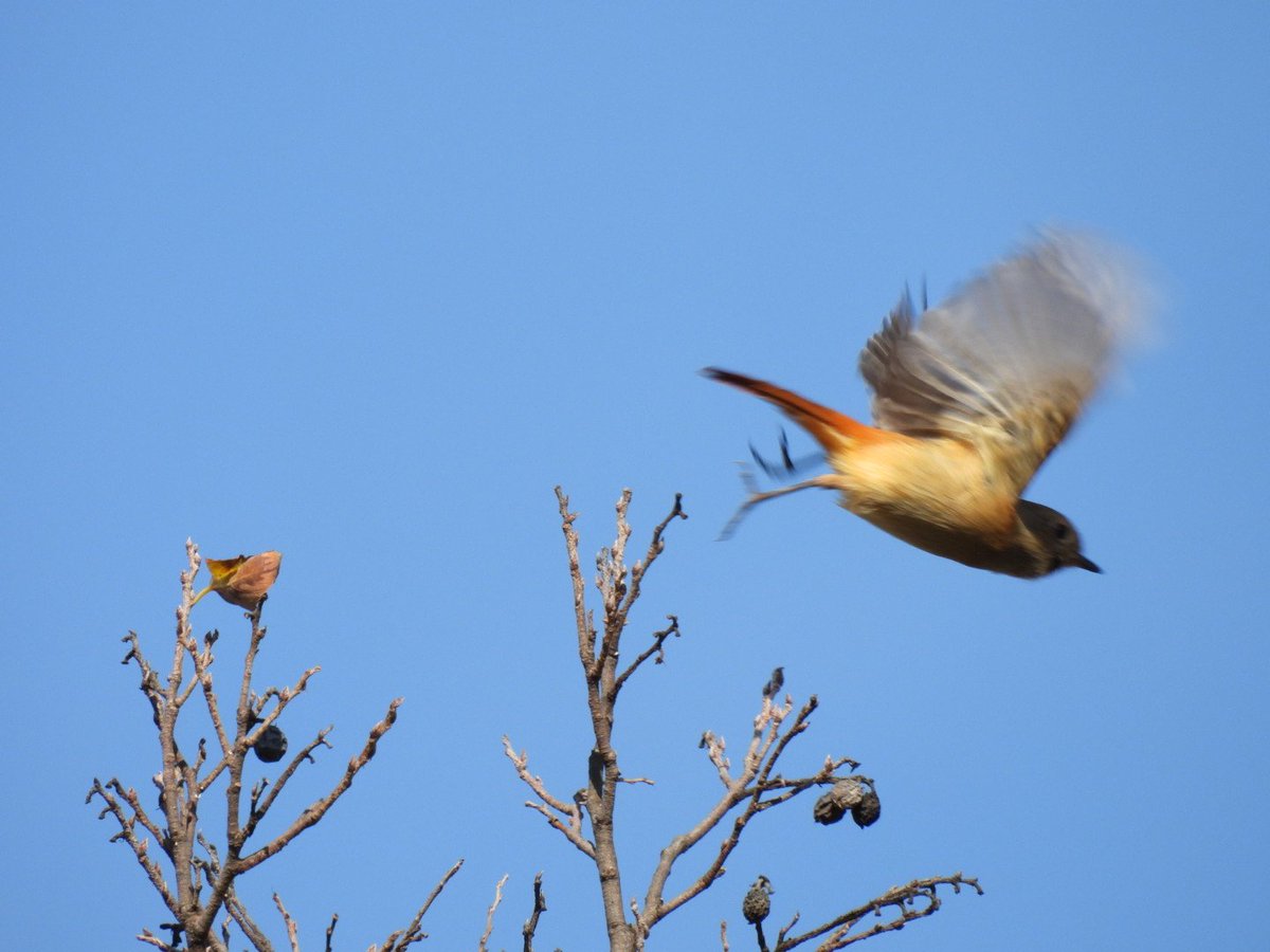 kamedaroisa's tweet image. ジョビたん雌みっけ🐦️
#P950