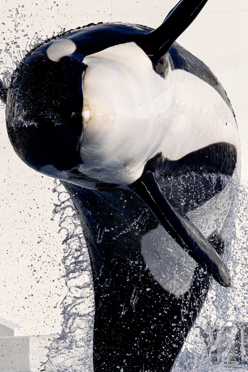 てんひね (@2Ten8Hine7) / Posts / X