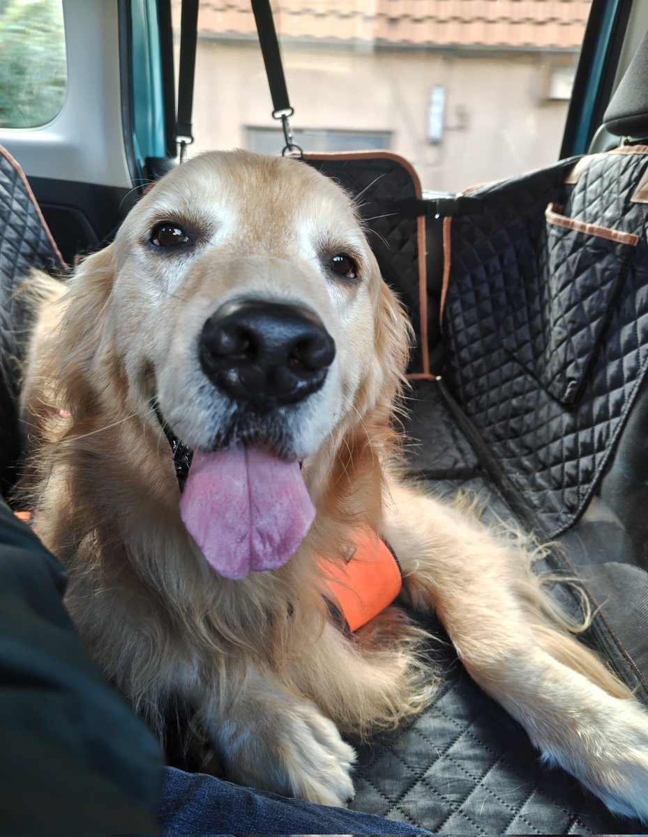 yoshimi🐾🐶🐾⛸️✨ (@yoshimi0701) / Posts / X