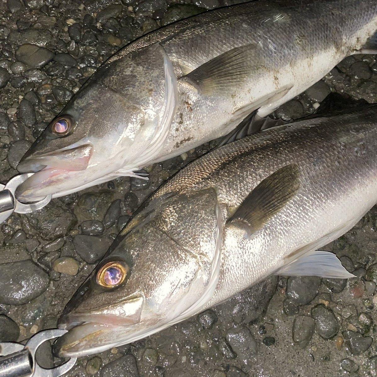 354野郎様。 ゲロカス野郎 (@gerokasu_jpas) / Posts / X