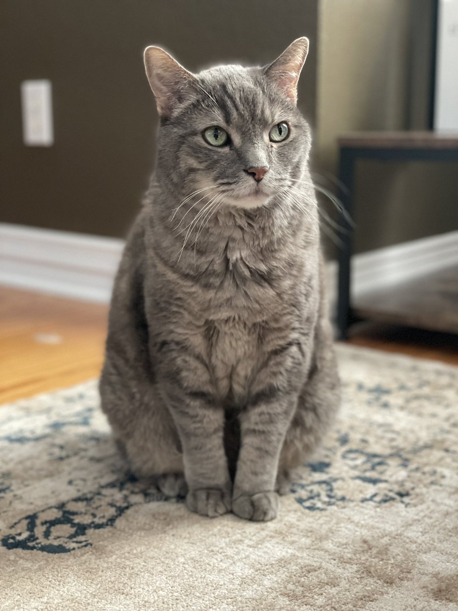 Gantaa_'s tweet photo. @allyparser Thanks for the opportunity! My late cat Olive 🫡 https://t.co/T98p27D9ay