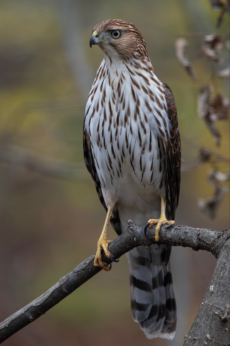 alexcritelli1's tweet image. Cooper Hawk in the Ramble today
#birdcpp