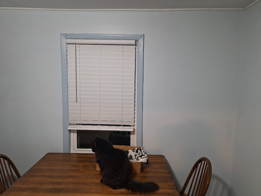 JMVanHornAuthor's tweet image. Gypsy giving her final check on the painting I did over the weekend.

Glad I had more on the walls than on me. 🤣

#Weekendfun