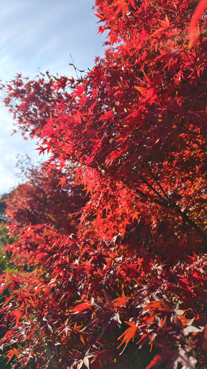 もみじも真っ赤に紅葉📸✨🍁✨