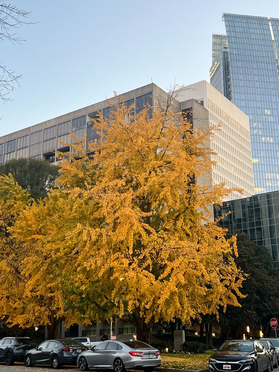 Nice stroll around my neighborhood this evening for fall leaves and the illumination of the first annual Christmas tree in the park.