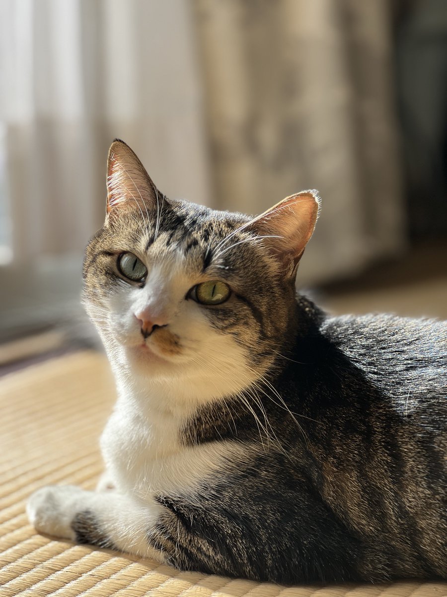 annko_blog's tweet photo. いい天気☀️
猫達は日向ぼっこ🐈

主は猫達の大掃除、
魚たち、イモリさんの水換えに大忙し🧹✨

ふー✨
いい1日だ✨

#猫のいる暮らし　#生き物係 https://t.co/yOwTKG5EDW
