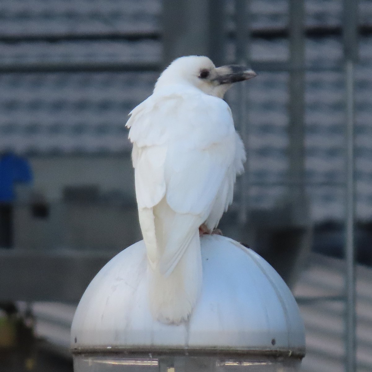 今更気づきましたが、京都で見られた白いカラス！RP 先週話題になって