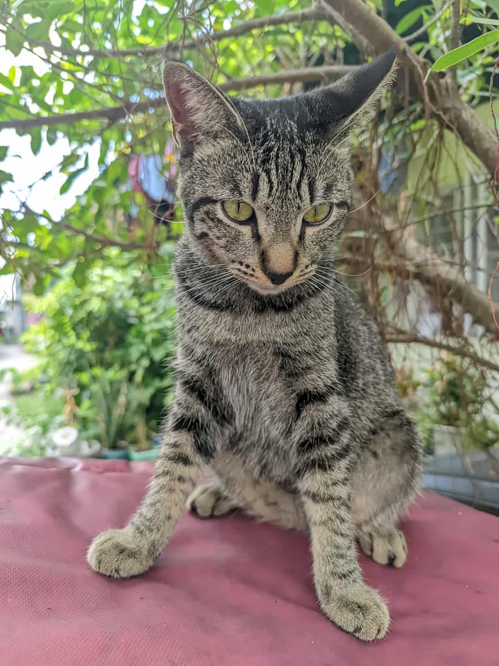 ValPetsSupport's tweet photo. MISSING CAT | NAWAWALANG PUSA
Please help share this post 🙏🙏
Name: TOFI
Breed: PUSPIN
Age: 2 yrs. old
Gender: male
Color: Dark gray and black stripes.
Last Seen: 272 coloong (11-20-25 around 3PM)
Pls. Contact: 09936486981 https://t.co/MZQtsCcnbr