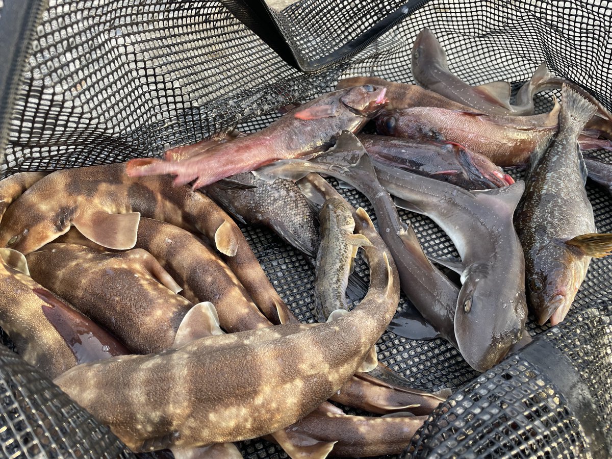 おおちゃん様 確認専用ページ 2025年5月 お試しほおぷ