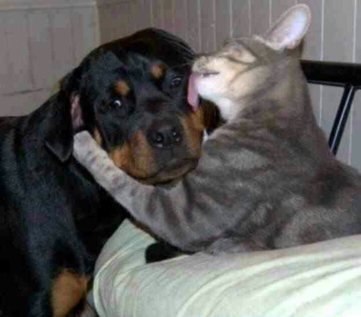 toonigirii's tweet image. good morning #binarysoul catdog posting