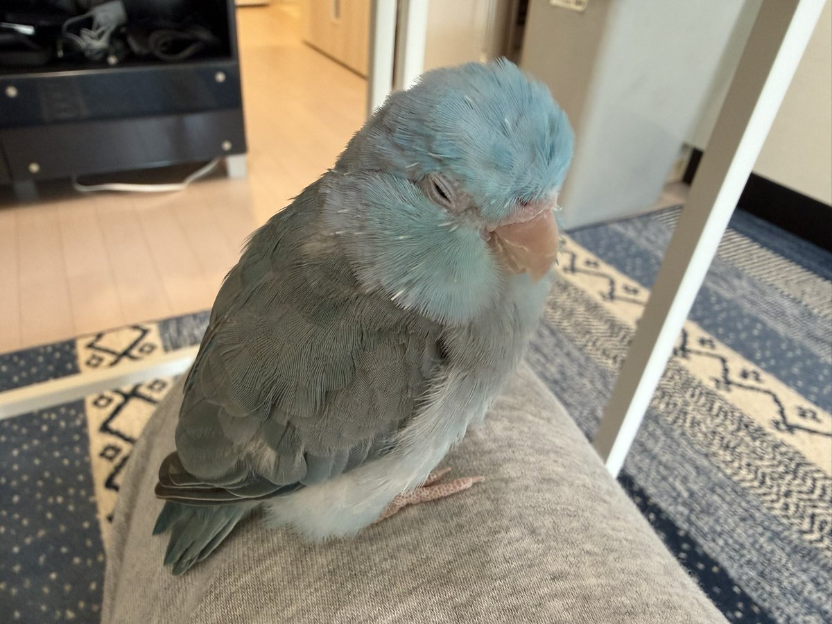 Bluebird_mame's tweet photo. 引越しで環境が大きく変わって、ストレスで1gほど体重が落ちた繊細なうちの子
ずっとくっついてる https://t.co/IFwaTstFy3