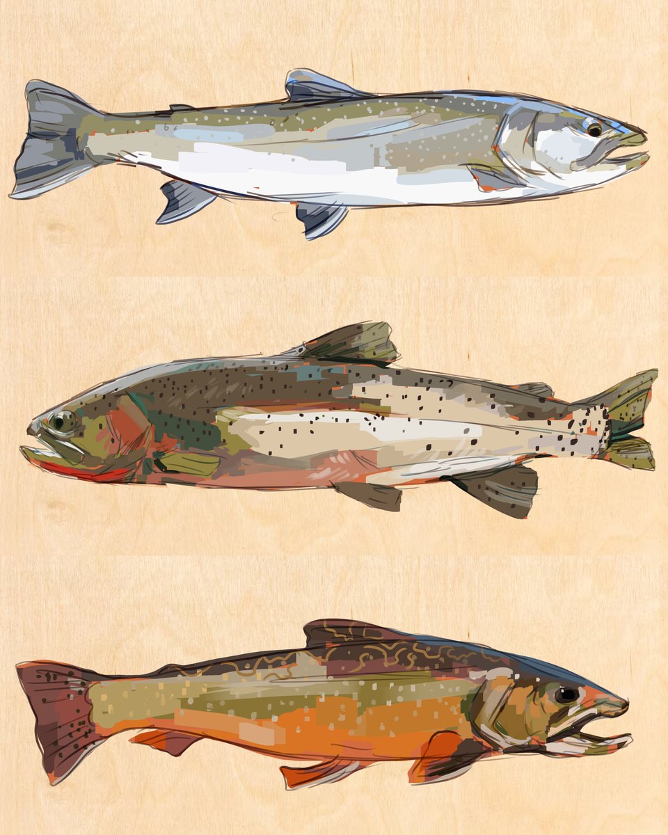 Set of 3 digital fish sketches/studies for a painting commission! #digitalpainting