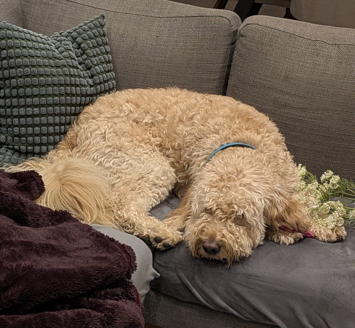 redplanning's tweet image. My dog died today. He was only 5.