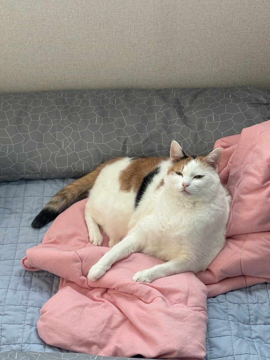 Seals_need_help's tweet image. 거대한 고?양이