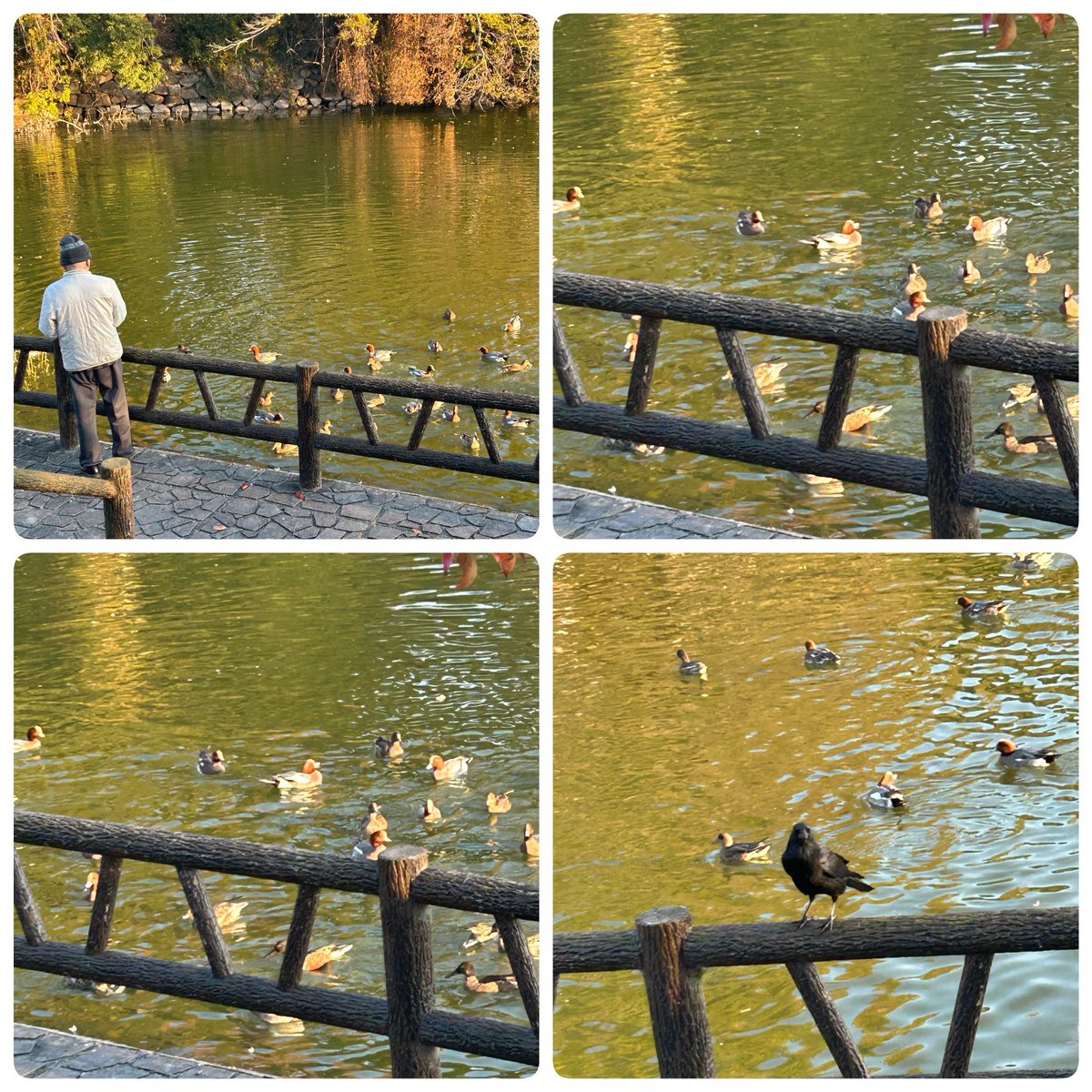 Moca54881291's tweet image. おはステ5°
今日も踏切で待ってると吐く息 白いです
自転車道を登ってると明るくなってきました🌅
国道沿いに赤い長い雲が！☁️
帰りに池を通るとおじさんが鴨🦆に餌やってました  鴨🦆寄ってくる〜
カラス🐦‍⬛がお溢れ 狙ってます😆

#STEPNActivationcode
👉 75995884

#STEPN
#STEPNGO