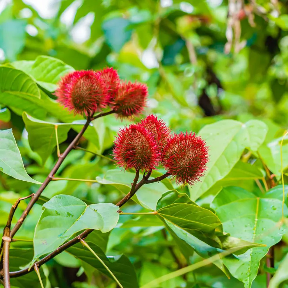 GaonPrahari's tweet image. क्यों इस पौधे के नाम पर चला ऑपरेशन? कहानी जानकर चौंक जाओगे 

दोस्तो आज में जिस पौधे के बारे में बताने जा रहा हूं उसके बारे में कम ही लोग जानते होंगे।

आज मैं आपको सिंदूर के पौधे के बारे में कुछ यहां बताऊंगा। यह पौधा देखने में साधारण लगता है, लेकिन इसकी कहानी उतनी ही गहरी और…