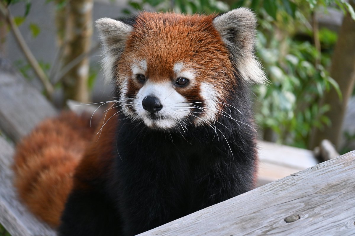 gecko_ka's tweet image. 愛らし坊ちゃま💕

2025/11
#到津の森公園
#レッサーパンダ
#redpanda 
笑笑（くすくす）