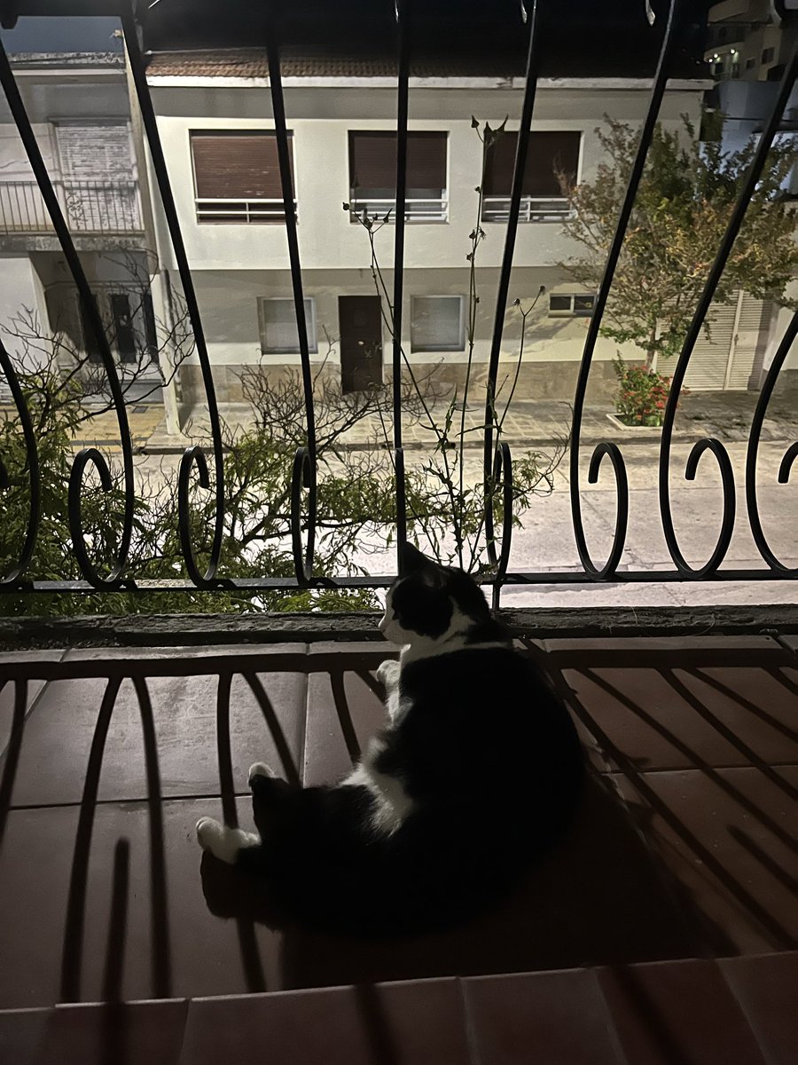 RodrigoFernand's tweet photo. La nueva integrante ya está estudiando el movimiento del barrio. https://t.co/0GkLsZfnYS