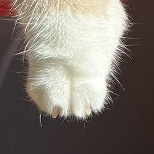 ijeom13's tweet image. 타란튤라 발 확대샷 고양이같다