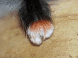 ijeom13's tweet image. 타란튤라 발 확대샷 고양이같다