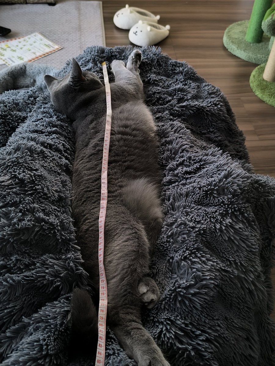 本日のログインボーナスです。

頭に乗せられた編み物の卵と、足の上で野生を忘れた寝相の猫です。