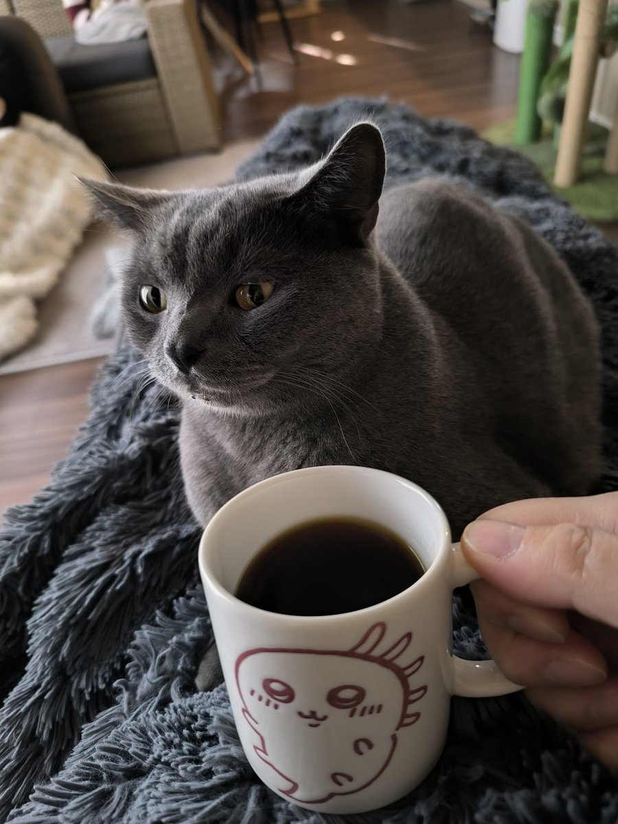 #pety珈琲部 
くさい!って顔する猫です。