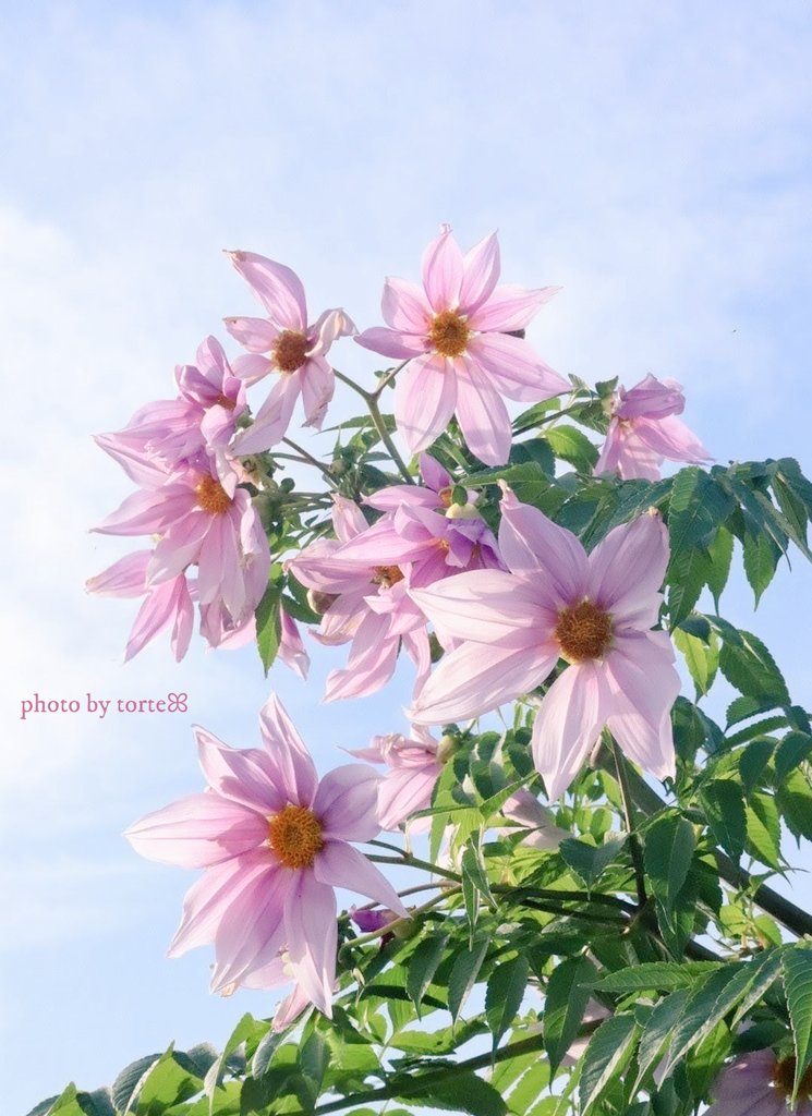 🍇 ゆゆまる ♋️ (@yuyumaru_718) / Posts / X