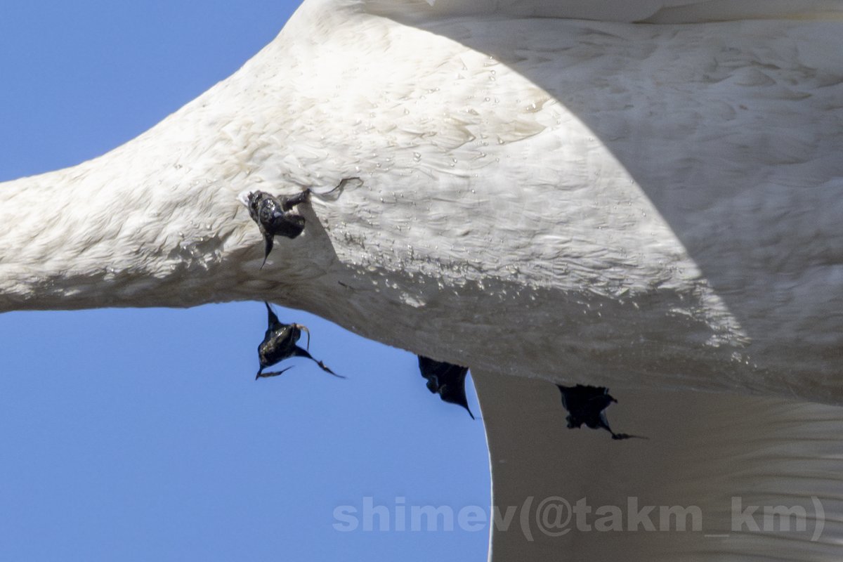 takm_km's tweet image. 爆‥ヒシの実のアップも置いときますね。