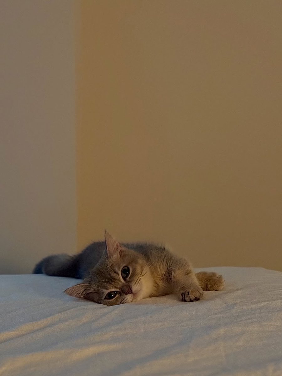 smol silly cat (@catsillyness) on Twitter photo 